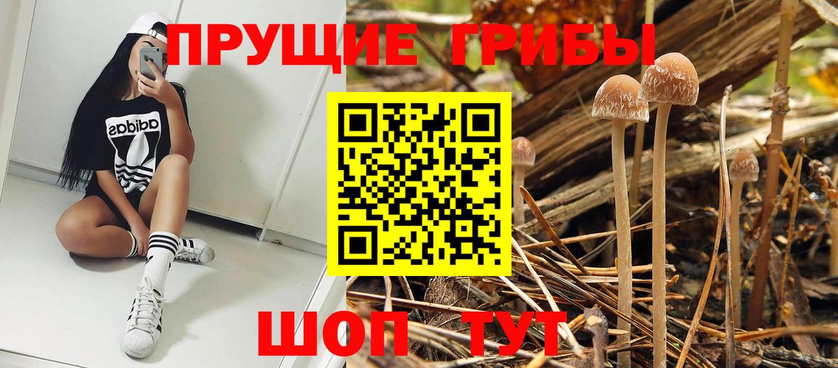 Галлюциногенные грибы Psilocybine cubensis Гатчина